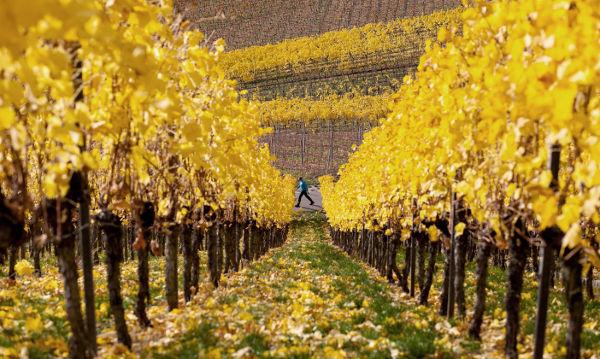 15 bức ảnh chứng minh cho sự quyến rũ khó cưỡng của mùa thu nước Đức - 13