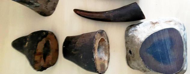 Đức: Người đàn ông Việt bị bắt ở Erfurt vì buôn lậu ngà voi và sừng tê giác - 0 Đức: Người đàn ông Việt bị bắt ở Erfurt vì buôn lậu ngà voi và sừng tê giác - 0