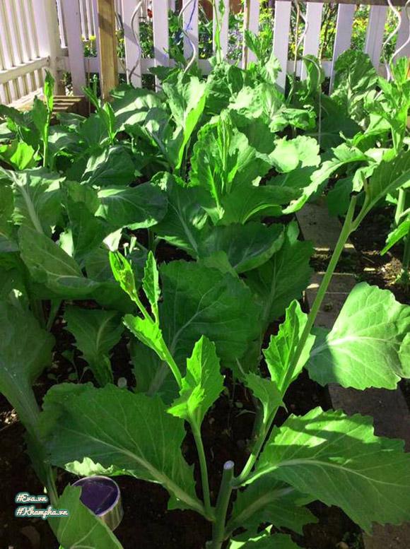 Vườn rau Việt thân thương giữa phồn hoa nước Đức của cặp vợ chồng xa quê - 6