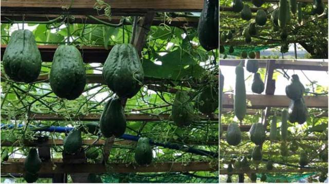 Mẹ Việt ở Đức biến 500m2 đất hoang thành khu vườn gì cũng có - 0 Mẹ Việt ở Đức biến 500m2 đất hoang thành khu vườn gì cũng có - 0