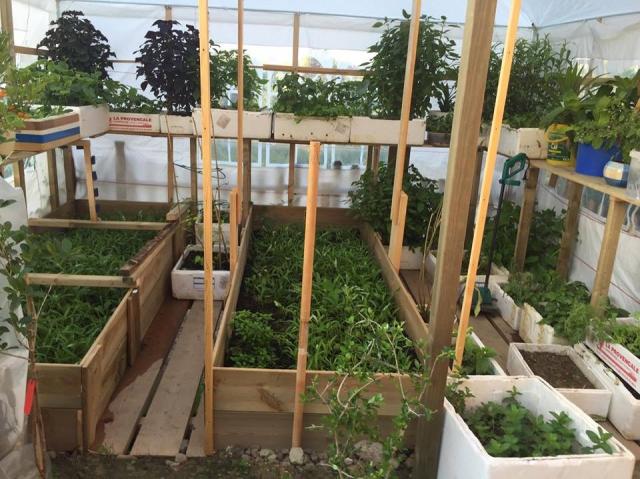 Mẹ Việt ở Đức biến 500m2 đất hoang thành khu vườn gì cũng có - 4 Mẹ Việt ở Đức biến 500m2 đất hoang thành khu vườn gì cũng có - 4