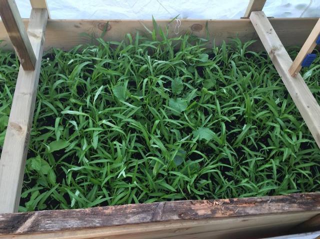 Mẹ Việt ở Đức biến 500m2 đất hoang thành khu vườn gì cũng có - 5 Mẹ Việt ở Đức biến 500m2 đất hoang thành khu vườn gì cũng có - 5