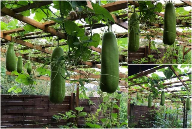 Mẹ Việt ở Đức biến 500m2 đất hoang thành khu vườn gì cũng có - 6 Mẹ Việt ở Đức biến 500m2 đất hoang thành khu vườn gì cũng có - 6