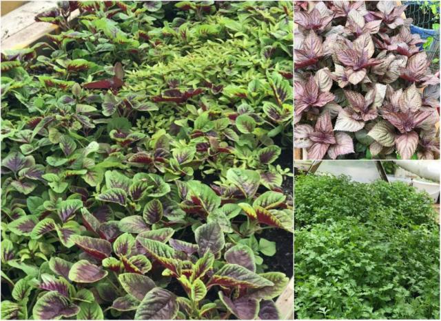 Mẹ Việt ở Đức biến 500m2 đất hoang thành khu vườn gì cũng có - 7 Mẹ Việt ở Đức biến 500m2 đất hoang thành khu vườn gì cũng có - 7