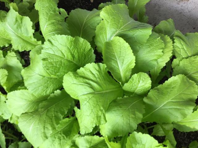 Mẹ Việt ở Đức biến 500m2 đất hoang thành khu vườn gì cũng có - 8 Mẹ Việt ở Đức biến 500m2 đất hoang thành khu vườn gì cũng có - 8