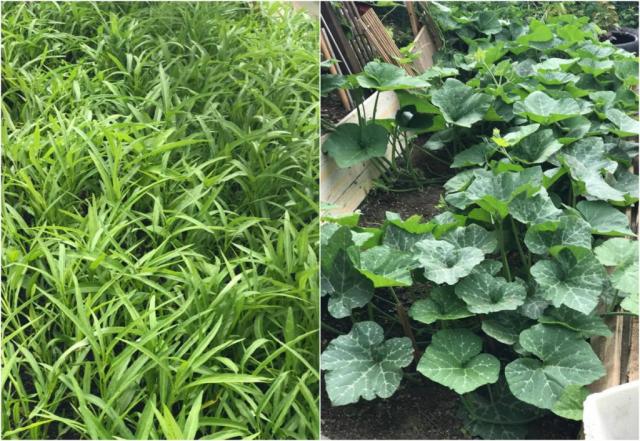 Mẹ Việt ở Đức biến 500m2 đất hoang thành khu vườn gì cũng có - 9 Mẹ Việt ở Đức biến 500m2 đất hoang thành khu vườn gì cũng có - 9