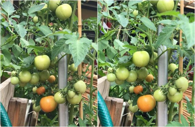 Mẹ Việt ở Đức biến 500m2 đất hoang thành khu vườn gì cũng có - 10 Mẹ Việt ở Đức biến 500m2 đất hoang thành khu vườn gì cũng có - 10