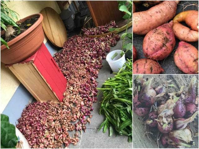 Mẹ Việt ở Đức biến 500m2 đất hoang thành khu vườn gì cũng có - 11 Mẹ Việt ở Đức biến 500m2 đất hoang thành khu vườn gì cũng có - 11