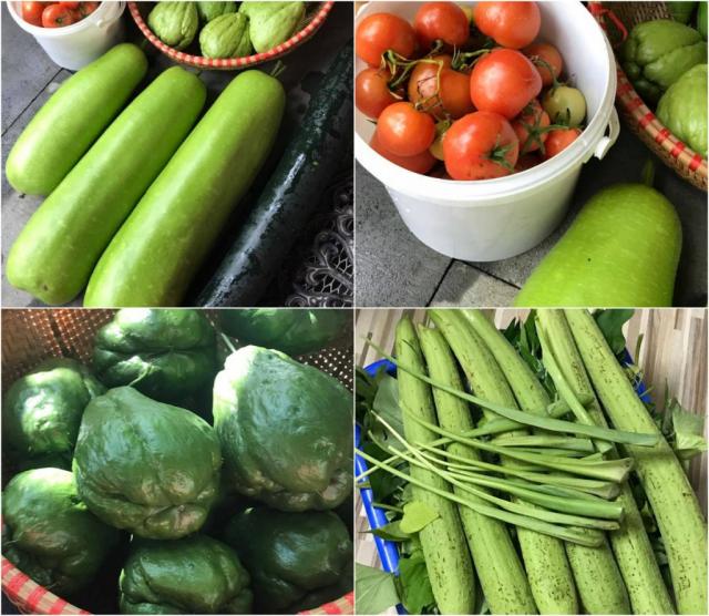 Mẹ Việt ở Đức biến 500m2 đất hoang thành khu vườn gì cũng có - 12 Mẹ Việt ở Đức biến 500m2 đất hoang thành khu vườn gì cũng có - 12