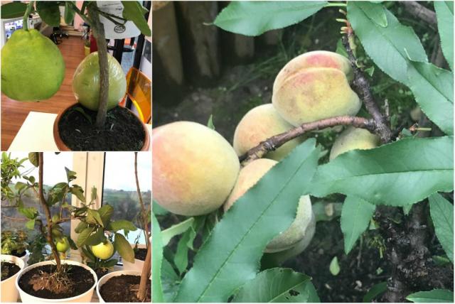 Mẹ Việt ở Đức biến 500m2 đất hoang thành khu vườn gì cũng có - 13 Mẹ Việt ở Đức biến 500m2 đất hoang thành khu vườn gì cũng có - 13