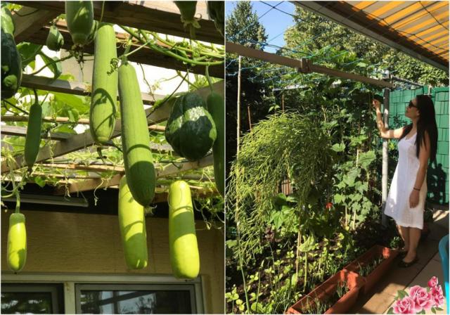 Mẹ Việt ở Đức biến 500m2 đất hoang thành khu vườn gì cũng có - 14 Mẹ Việt ở Đức biến 500m2 đất hoang thành khu vườn gì cũng có - 14