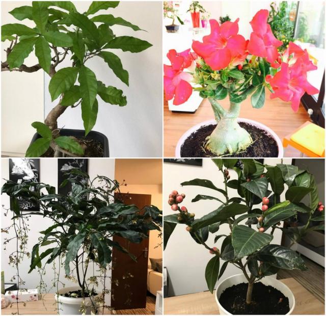 Mẹ Việt ở Đức biến 500m2 đất hoang thành khu vườn gì cũng có - 15 Mẹ Việt ở Đức biến 500m2 đất hoang thành khu vườn gì cũng có - 15