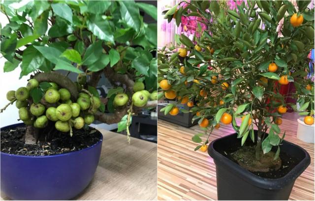 Mẹ Việt ở Đức biến 500m2 đất hoang thành khu vườn gì cũng có - 16 Mẹ Việt ở Đức biến 500m2 đất hoang thành khu vườn gì cũng có - 16