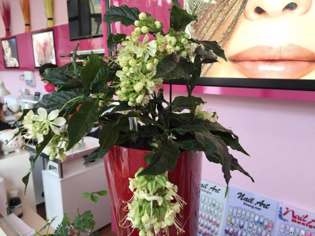 Mẹ Việt ở Đức biến 500m2 đất hoang thành khu vườn gì cũng có - 17 Mẹ Việt ở Đức biến 500m2 đất hoang thành khu vườn gì cũng có - 17