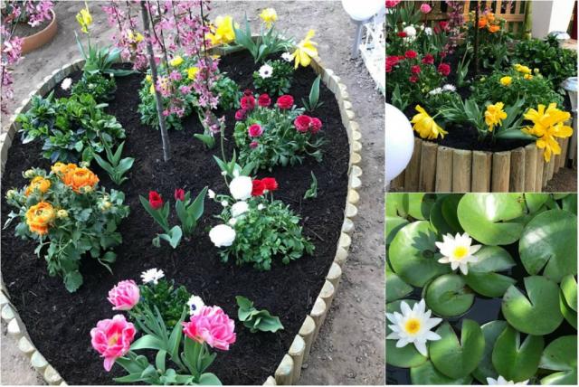 Mẹ Việt ở Đức biến 500m2 đất hoang thành khu vườn gì cũng có - 18 Mẹ Việt ở Đức biến 500m2 đất hoang thành khu vườn gì cũng có - 18