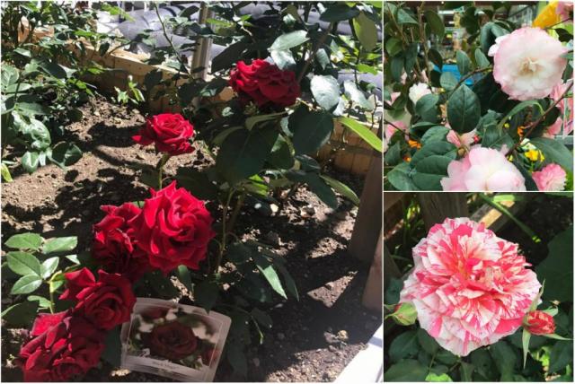 Mẹ Việt ở Đức biến 500m2 đất hoang thành khu vườn gì cũng có - 19 Mẹ Việt ở Đức biến 500m2 đất hoang thành khu vườn gì cũng có - 19