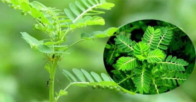 Cây chó đẻ: Chữa bệnh rất hiệu quả nhưng dùng thế nào cho đúng? - 0