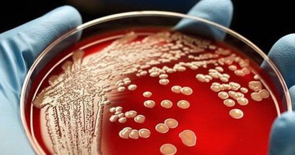 Siêu vi khuẩn kháng thuốc xuất hiện nhiều ở bệnh viện là loại nào? - 0 Siêu vi khuẩn kháng thuốc xuất hiện nhiều ở bệnh viện là loại nào? - 0