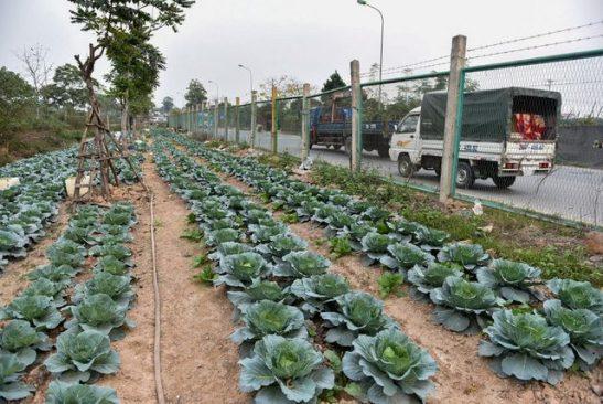 Người dân ở Hà Nội phá rào đường cao tốc để trồng rau, chăn bò - 3 Người dân ở Hà Nội phá rào đường cao tốc để trồng rau, chăn bò - 3