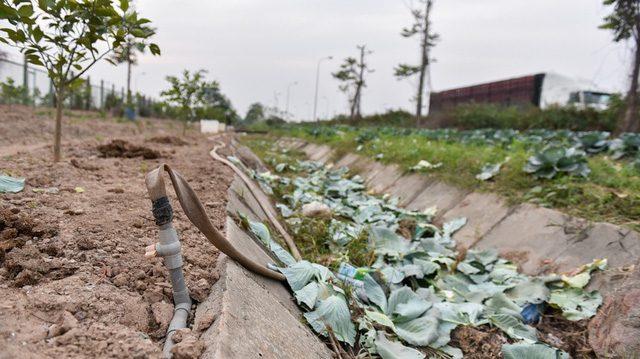 Người dân ở Hà Nội phá rào đường cao tốc để trồng rau, chăn bò - 4 Người dân ở Hà Nội phá rào đường cao tốc để trồng rau, chăn bò - 4