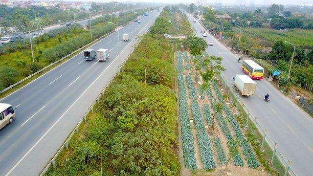 Người dân ở Hà Nội phá rào đường cao tốc để trồng rau, chăn bò - 5 Người dân ở Hà Nội phá rào đường cao tốc để trồng rau, chăn bò - 5