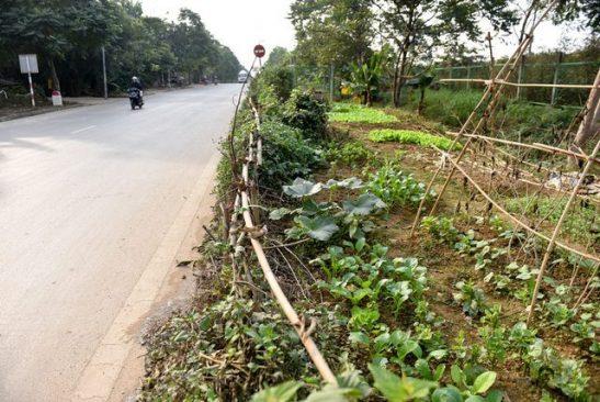 Người dân ở Hà Nội phá rào đường cao tốc để trồng rau, chăn bò - 6 Người dân ở Hà Nội phá rào đường cao tốc để trồng rau, chăn bò - 6