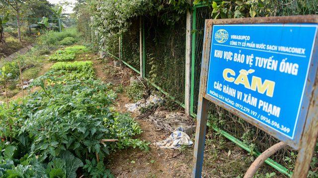 Người dân ở Hà Nội phá rào đường cao tốc để trồng rau, chăn bò - 7 Người dân ở Hà Nội phá rào đường cao tốc để trồng rau, chăn bò - 7