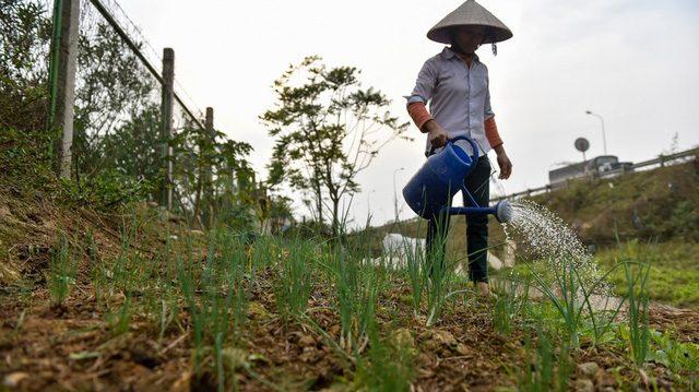 Người dân ở Hà Nội phá rào đường cao tốc để trồng rau, chăn bò - 8 Người dân ở Hà Nội phá rào đường cao tốc để trồng rau, chăn bò - 8
