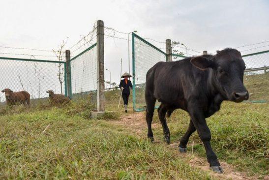Người dân ở Hà Nội phá rào đường cao tốc để trồng rau, chăn bò - 9 Người dân ở Hà Nội phá rào đường cao tốc để trồng rau, chăn bò - 9