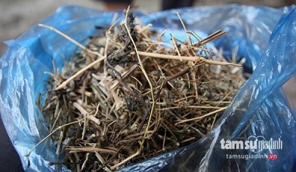 400 triệu không cứu nổi lá gan chịu chết, vậy mà dùng cây thù lù lại có hiệu quả - 1 400 triệu không cứu nổi lá gan chịu chết, vậy mà dùng cây thù lù lại có hiệu quả - 1