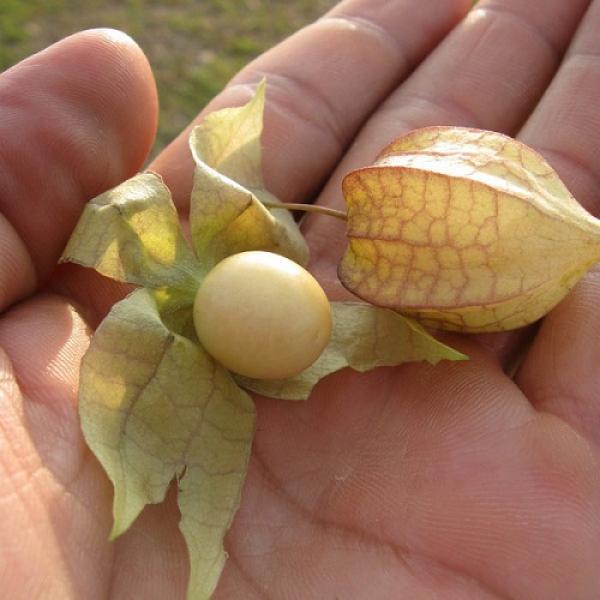 400 triệu không cứu nổi lá gan chịu chết, vậy mà dùng cây thù lù lại có hiệu quả - 3 400 triệu không cứu nổi lá gan chịu chết, vậy mà dùng cây thù lù lại có hiệu quả - 3