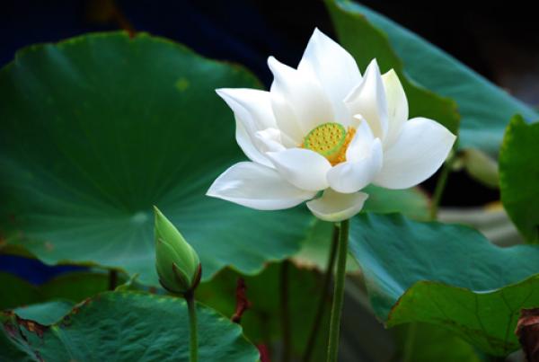 Cô đồng nát trả lại chiếc vòng vàng từ mớ phế liệu: Cao quý không ở nghề nghiệp mà ở tấm lòng - 3 Cô đồng nát trả lại chiếc vòng vàng từ mớ phế liệu: Cao quý không ở nghề nghiệp mà ở tấm lòng - 3