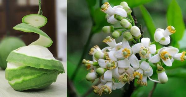 Cây bưởi: Từ gốc đến ngọn đều là những vị thuốc quý mà có thể bạn chưa biết - 0 Cây bưởi: Từ gốc đến ngọn đều là những vị thuốc quý mà có thể bạn chưa biết - 0