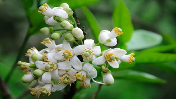 Cây bưởi: Từ gốc đến ngọn đều là những vị thuốc quý mà có thể bạn chưa biết - 1 Cây bưởi: Từ gốc đến ngọn đều là những vị thuốc quý mà có thể bạn chưa biết - 1