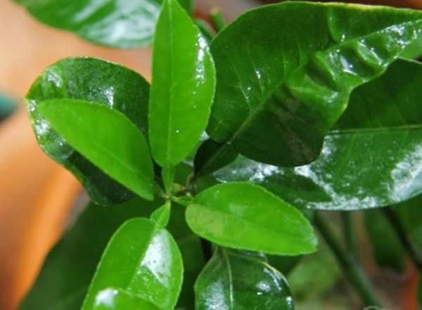 Cây bưởi: Từ gốc đến ngọn đều là những vị thuốc quý mà có thể bạn chưa biết - 2 Cây bưởi: Từ gốc đến ngọn đều là những vị thuốc quý mà có thể bạn chưa biết - 2