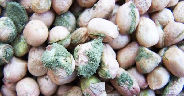 Độc tố ‘số 1’ nào gây ung thư gan có nhiều trong món ăn yêu thích ngày Tết? - 2 Độc tố ‘số 1’ nào gây ung thư gan có nhiều trong món ăn yêu thích ngày Tết? - 2