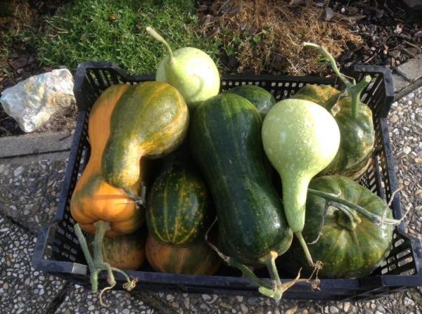 Ngưỡng mộ khu vườn ‘không thiếu thứ gì’ của mẹ Việt ở Đức từng không biết cuốc đất, nhổ cỏ - 7