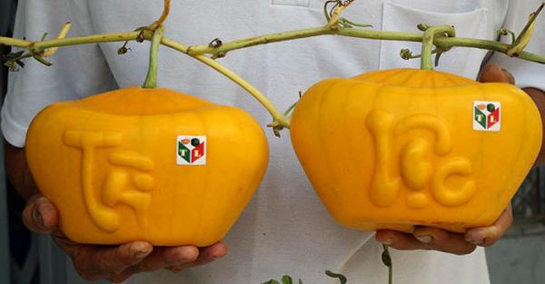 Dưa hấu ‘thỏi vàng’ 3,5 triệu/cặp, đại gia muốn mua phải vào tận ruộng - 0 Dưa hấu ‘thỏi vàng’ 3,5 triệu/cặp, đại gia muốn mua phải vào tận ruộng - 0