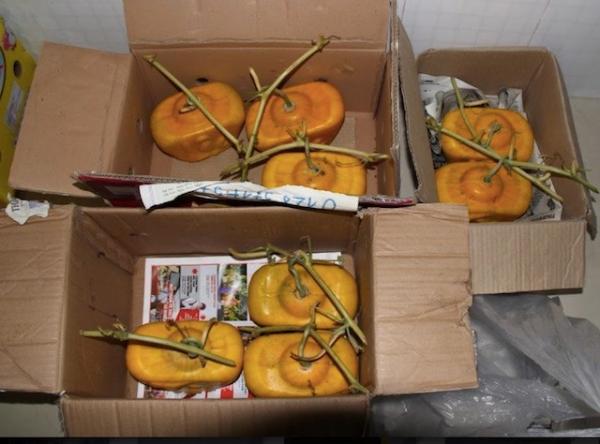 Dưa hấu ‘thỏi vàng’ 3,5 triệu/cặp, đại gia muốn mua phải vào tận ruộng - 1 Dưa hấu ‘thỏi vàng’ 3,5 triệu/cặp, đại gia muốn mua phải vào tận ruộng - 1