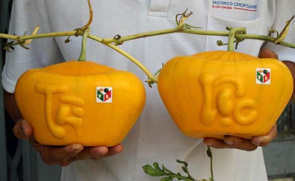 Dưa hấu ‘thỏi vàng’ 3,5 triệu/cặp, đại gia muốn mua phải vào tận ruộng - 2 Dưa hấu ‘thỏi vàng’ 3,5 triệu/cặp, đại gia muốn mua phải vào tận ruộng - 2