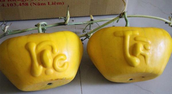 Dưa hấu ‘thỏi vàng’ 3,5 triệu/cặp, đại gia muốn mua phải vào tận ruộng - 3 Dưa hấu ‘thỏi vàng’ 3,5 triệu/cặp, đại gia muốn mua phải vào tận ruộng - 3