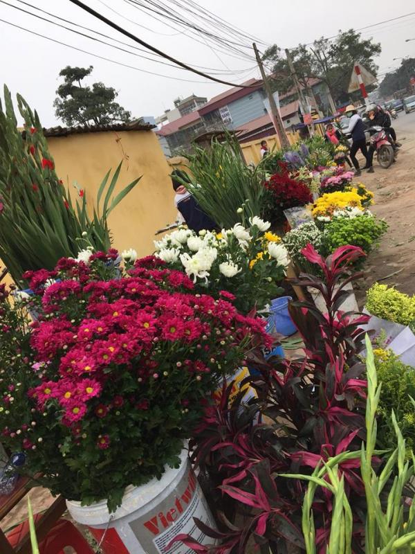 Người bán hoa khóc ròng vì khách đợi 30 Tết mới… “chơi” hoa - 0 Người bán hoa khóc ròng vì khách đợi 30 Tết mới… “chơi” hoa - 0