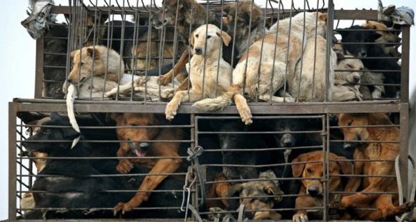 Chuyện ăn thịt chó ở đất nước giàu có bậc nhất thế giới - 0 Chuyện ăn thịt chó ở đất nước giàu có bậc nhất thế giới - 0