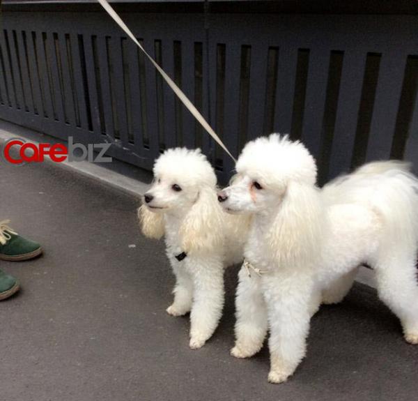 Chuyện ăn thịt chó ở đất nước giàu có bậc nhất thế giới - 1 Chuyện ăn thịt chó ở đất nước giàu có bậc nhất thế giới - 1