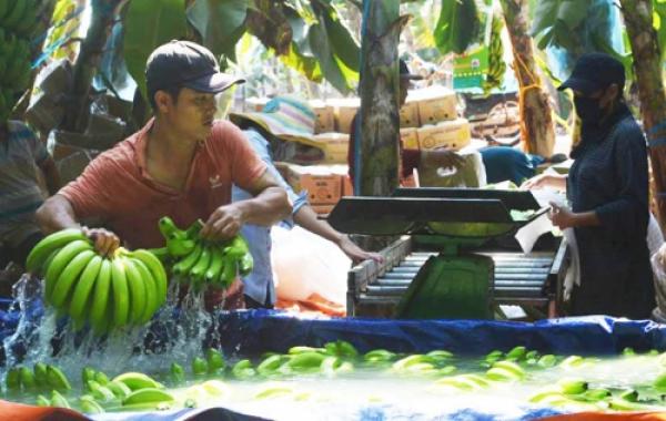 Thương lái Trung Quốc lùng mua đặc sản Việt: Cảnh báo bỏ bom - 0 Thương lái Trung Quốc lùng mua đặc sản Việt: Cảnh báo bỏ bom - 0