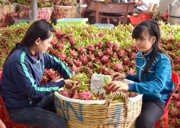Thương lái Trung Quốc lùng mua đặc sản Việt: Cảnh báo bỏ bom - 1 Thương lái Trung Quốc lùng mua đặc sản Việt: Cảnh báo bỏ bom - 1