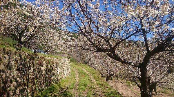 7 địa điểm ngắm hoa anh đào lý tưởng trên thế giới - 1 7 địa điểm ngắm hoa anh đào lý tưởng trên thế giới - 1