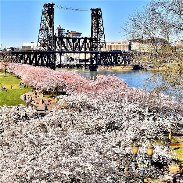 7 địa điểm ngắm hoa anh đào lý tưởng trên thế giới - 3 7 địa điểm ngắm hoa anh đào lý tưởng trên thế giới - 3