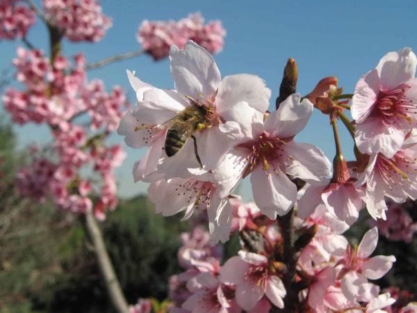 7 địa điểm ngắm hoa anh đào lý tưởng trên thế giới - 5 7 địa điểm ngắm hoa anh đào lý tưởng trên thế giới - 5