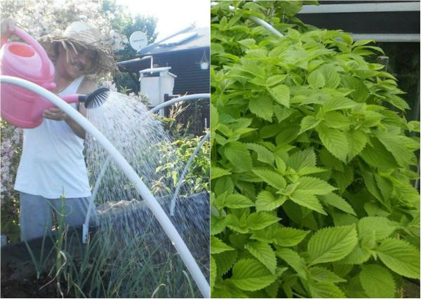 Ông bố Việt sở hữu vườn rau sạch ăn quanh năm không hết ở Đức - 0 Ông bố Việt sở hữu vườn rau sạch ăn quanh năm không hết ở Đức - 0